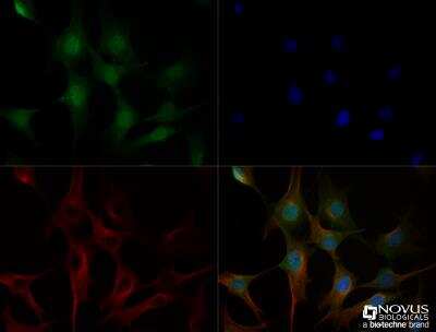 Immunocytochemistry/ Immunofluorescence: CD133 Antibody - BSA Free [NBP2-44249]