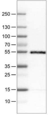 Western Blot: CD14 Antibody (CL1637) [NBP2-34485]