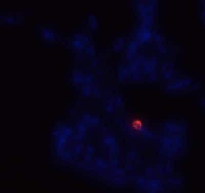 Immunocytochemistry/ Immunofluorescence: CD14 Antibody (M5E2) - BSA Free [NB100-77758]