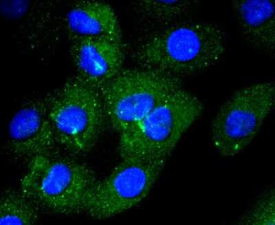 Immunocytochemistry/ Immunofluorescence: CD14 Antibody (SC69-02) [NBP2-67630]
