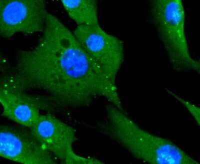 Immunocytochemistry/ Immunofluorescence: CD14 Antibody (SC69-02) [NBP2-67630]