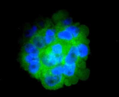 Immunocytochemistry/ Immunofluorescence: CD14 Antibody (SC69-02) [NBP2-67630]