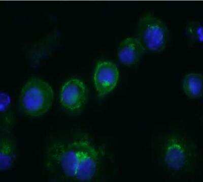 Immunocytochemistry/ Immunofluorescence: CD14 Antibody (Sa14-2) [NBP1-51121]