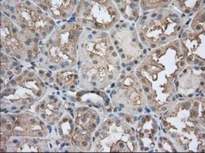 Immunohistochemistry-Paraffin: EMMPRIN/CD147 Antibody (OTI9H5) [NBP2-02534]