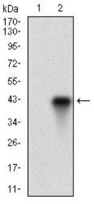 Western Blot: SSEA-1 Antibody (6B11B4)BSA Free [NBP2-37339]