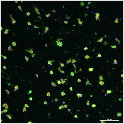 Immunocytochemistry/ Immunofluorescence: CD163 Antibody (K20-T) [NBP1-30148]