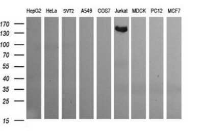 Western Blot: CD163 Antibody (OTI2B12)Azide and BSA Free [NBP2-71420]