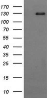 Western Blot: CD163 Antibody (OTI2B12)Azide and BSA Free [NBP2-71420]