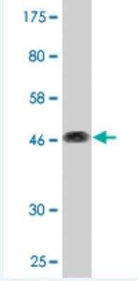Western Blot: CD164 Antibody (3D7) [H00008763-M11]