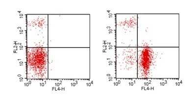 Flow Cytometry: CD19 Antibody (1D3) - Azide and BSA Free [NBP2-80633]