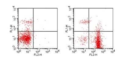 Flow Cytometry: CD19 Antibody (1D3) - Azide and BSA Free [NBP2-24965]