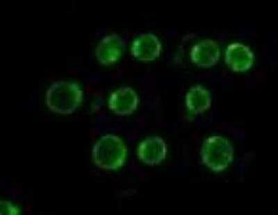 Immunocytochemistry/ Immunofluorescence: CD19 Antibody (CB19) - BSA Free [NBP2-25196]