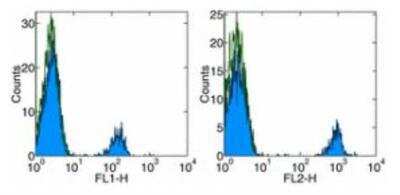 Flow Cytometry: CD19 Antibody (HIB19) - BSA Free [NBP1-43436]