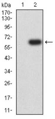 Western Blot: CD1c/BDCA-1 Antibody (2A7C11)BSA Free [NBP2-61726]