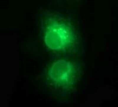 Immunocytochemistry/ Immunofluorescence: CD1c/BDCA-1 Antibody (OTI2F4) [NBP2-46123]