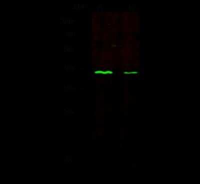 Western Blot: CD1c/BDCA-1 Antibody [NBP2-98701]
