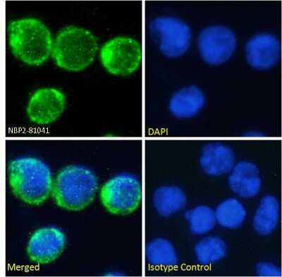 Immunocytochemistry/ Immunofluorescence: CD2 Antibody (YTH 655) - Chimeric - Azide and BSA Free [NBP2-81041]