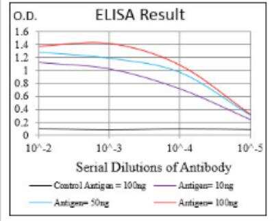 ELISA: CD200/OX2 Antibody (6E8B11) - BSA Free [NBP2-52438]