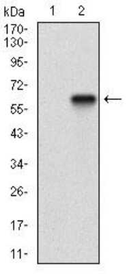 Western Blot: CD200/OX2 Antibody (6E8B11)BSA Free [NBP2-52438]