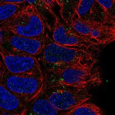Immunocytochemistry/ Immunofluorescence: CD24 Antibody [NBP2-68665]