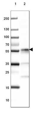 Western Blot: CD27/TNFRSF7 Antibody [NBP2-38434]
