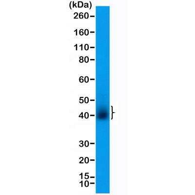 Western Blot: CD28 Antibody (RM404) [NBP2-89091]