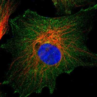 Immunocytochemistry/ Immunofluorescence: CD2AP Antibody [NBP1-90626]