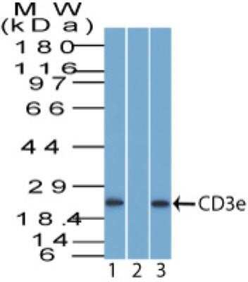 Western Blot: CD3 epsilon AntibodyBSA Free [NBP2-33116]
