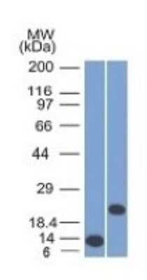 Western Blot: CD3 epsilon Antibody (C3e/1308)Azide and BSA Free [NBP2-54392]
