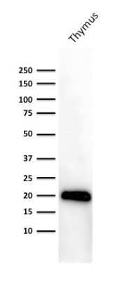Western Blot: CD3 epsilon Antibody (PC3/188A)Azide and BSA Free [NBP2-54405]