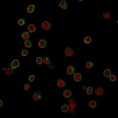 Immunocytochemistry/ Immunofluorescence: CD3 epsilon Antibody (RIV9) [NBP2-44880]