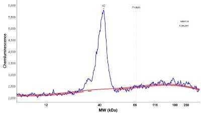 Simple Western: CD3 gamma Antibody [NBP2-32636]
