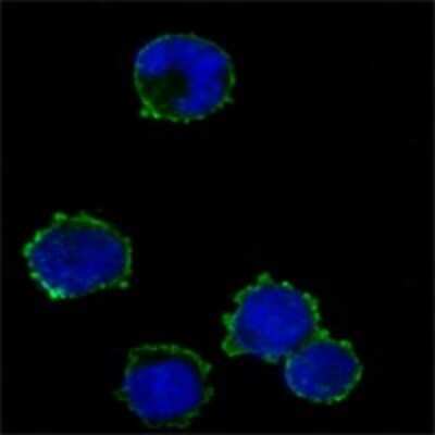 Immunocytochemistry/ Immunofluorescence: CD3 zeta Antibody (4B10) - BSA Free [NBP1-42561]