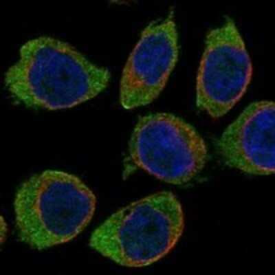Immunocytochemistry/ Immunofluorescence: CD300a/LMIR1 Antibody [NBP3-17815]