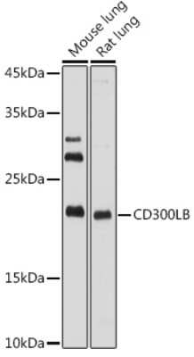 Western Blot: CD300b/LMIR5/CD300LB AntibodyAzide and BSA Free [NBP3-16041]
