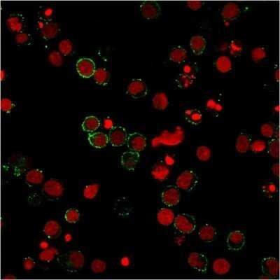Immunocytochemistry/ Immunofluorescence: CD31/PECAM-1 Antibody (158-2B3) - Azide and BSA Free [NBP2-47784]