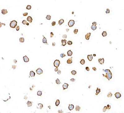 Immunohistochemistry: CD31/PECAM-1 Antibody (BLR127H) [NBP3-14710]