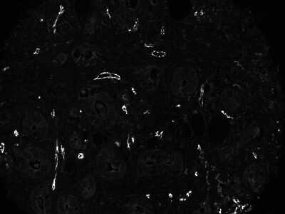 Immunohistochemistry-Paraffin: CD31/PECAM-1 Antibody (C31.3 + C31.7 + C31.10) - Azide and BSA Free [NBP2-47785]