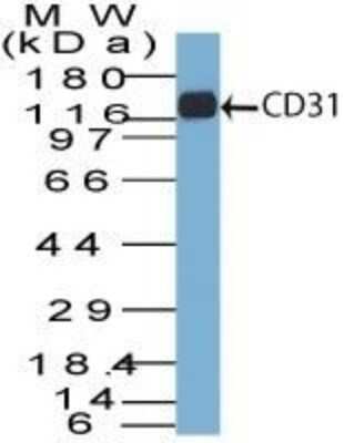 Western Blot: CD31/PECAM-1 Antibody (C31.7)Azide and BSA Free [NBP2-33136]