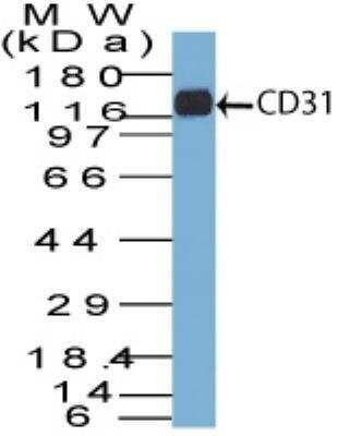 Western Blot: CD31/PECAM-1 Antibody (C31.7) [NBP2-15188]