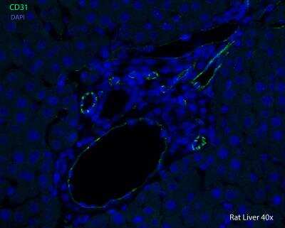Immunohistological Detection of CD31/PECAM-1 in Paraffin Embedded Rat Liver