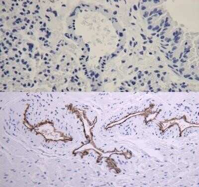 Comparison of Immunohistological Staining in Human and Mouse Tissue with CD31/PECAM-1 Antibody