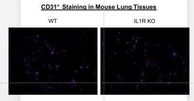 Immunohistochemistry: CD31/PECAM-1 Antibody (MEC 7.46) - Azide and BSA Free [NBP2-80639]