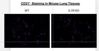 Immunohistochemistry-Frozen: CD31/PECAM-1 Antibody (MEC 7.46) [NB100-1642]