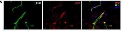 Immunohistochemistry: CD31/PECAM-1 Antibody (MEC13.3) - Azide and BSA Free [NBP2-80640]