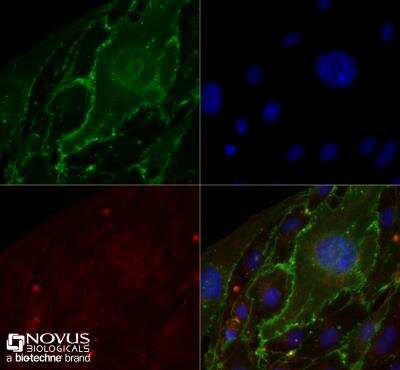 Immunocytochemistry/ Immunofluorescence: CD31/PECAM-1 Antibody (MEC13.3) - BSA Free [NB600-1475]
