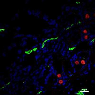 Immunohistochemistry-Frozen: CD31/PECAM-1 Antibody (MEC13.3) - BSA Free [NB600-1475]