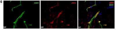 Immunohistochemistry-Frozen: CD31/PECAM-1 Antibody (MEC13.3) - BSA Free [NB600-1475]