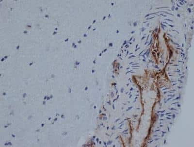 Immunohistochemistry-Frozen: CD31/PECAM-1 Antibody (TLD-3A12) - BSA Free [NB100-64796]
