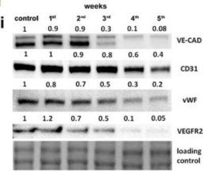 Western Blot: CD31/PECAM-1 AntibodyBSA Free [NBP1-71663]